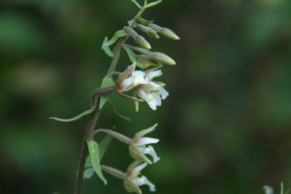 Epipactis palustrisMoeraswespenorchis bestellen